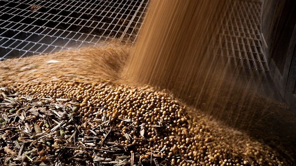 Soybeans pour through a metal grating as they are unloaded.