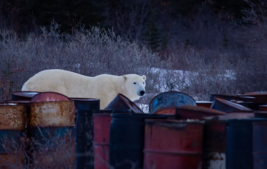 A polar bear, in Churchill Manitoba, stands close to a collection of rusty oil drums in a waste dump. The adult bear appears to be calmly exploring the barrels. 