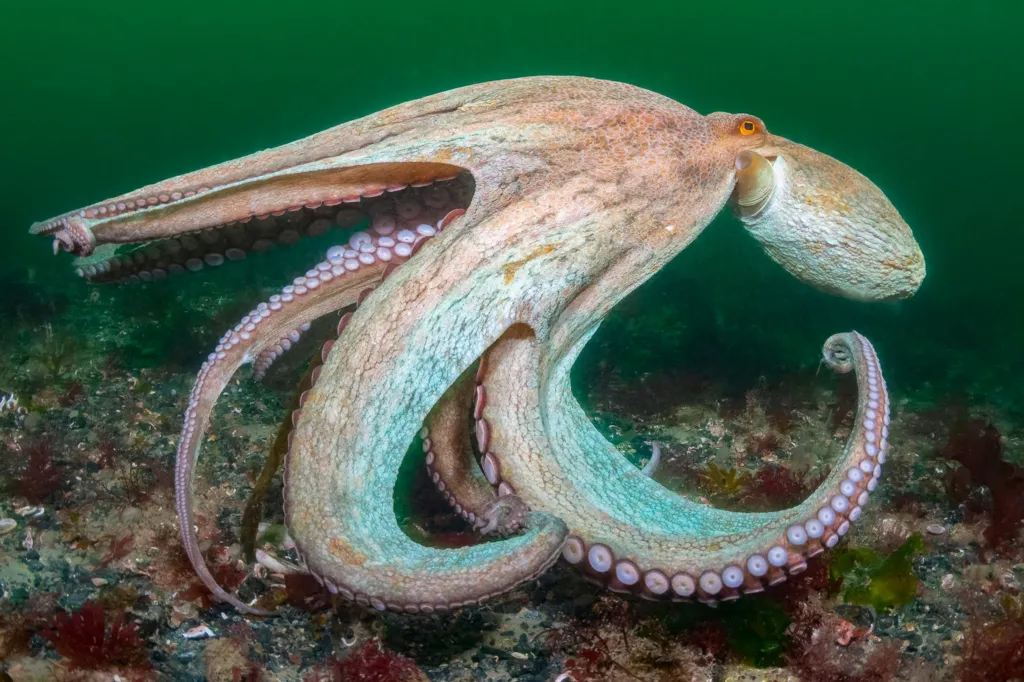 An octopus propels itself through the deep green sea. 