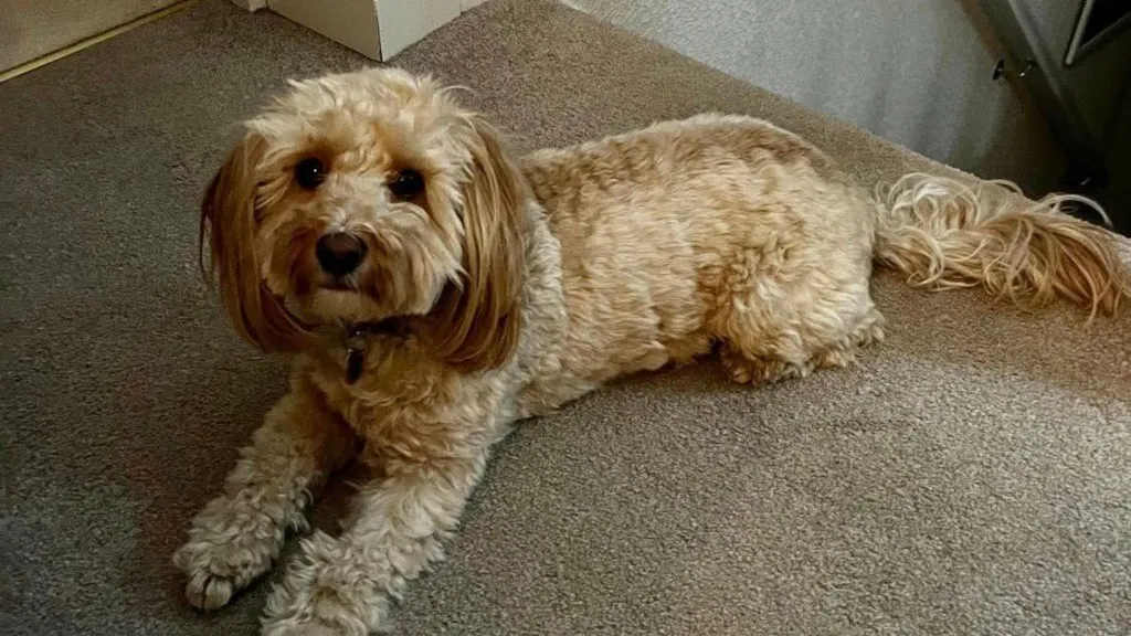 White Cavapoo lies on a carpeted floor
