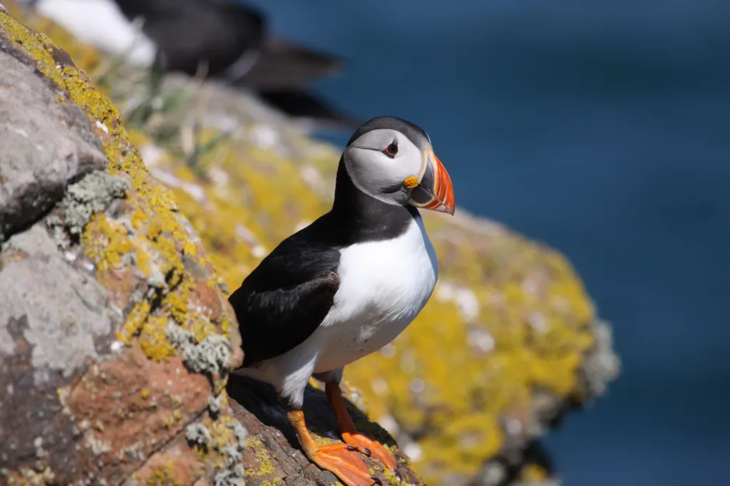 A puffin sits on a rock. 
