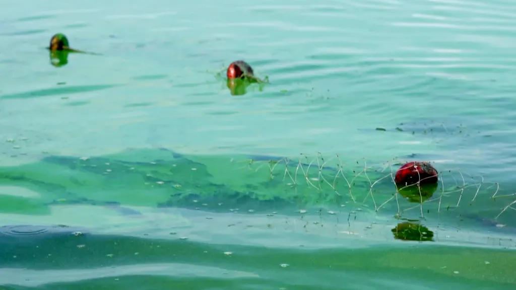 Vivid greenish water with streaks of oil visible beneath the surface. Part of a  fishing net with three red floats attached to it is visible. 