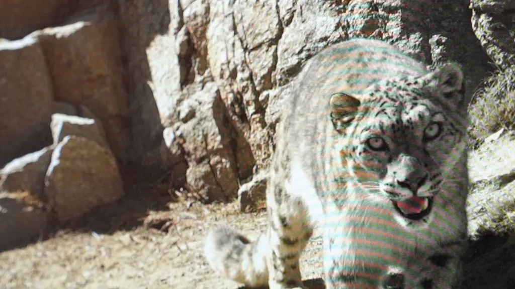 A snow leopard looks into the camera