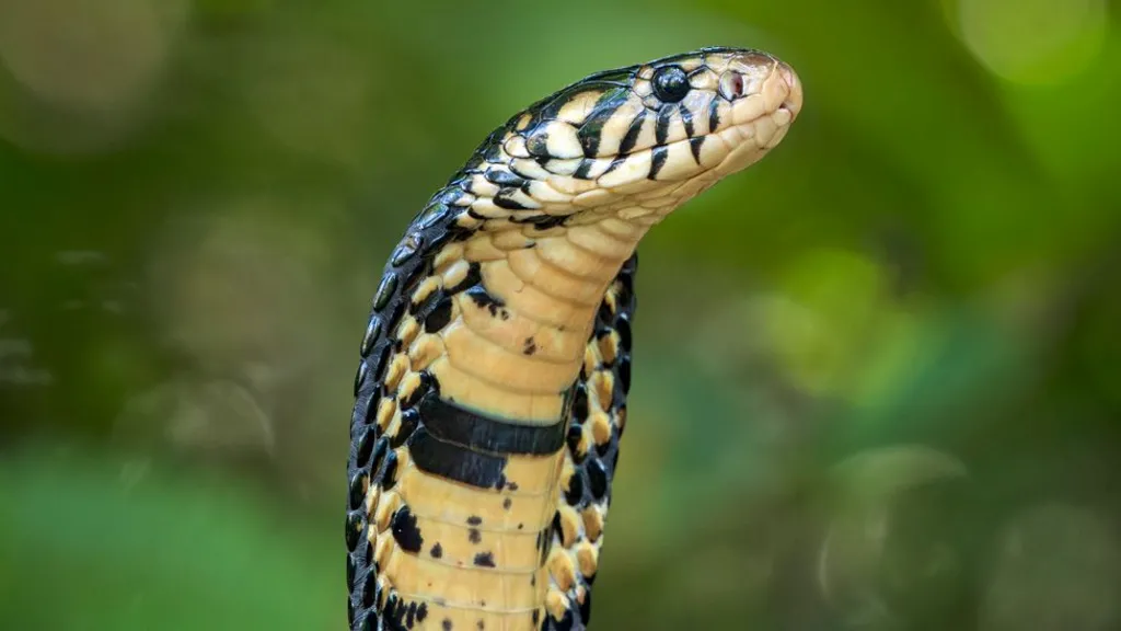 A standing forest cobra with its hood up