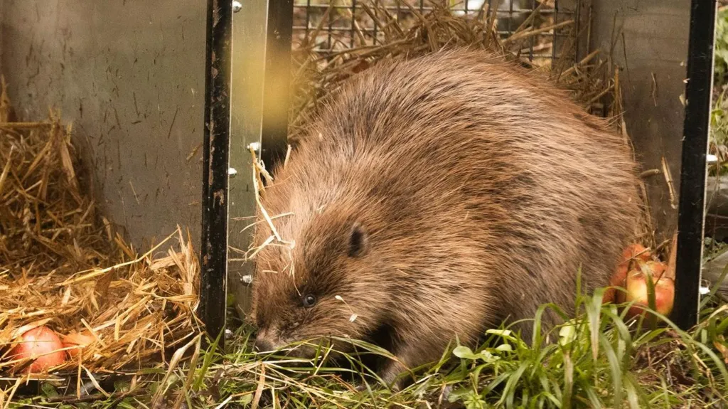 A small brown beaver peeks out of a metal cage onto long grass. There are red apples inside the cage. 