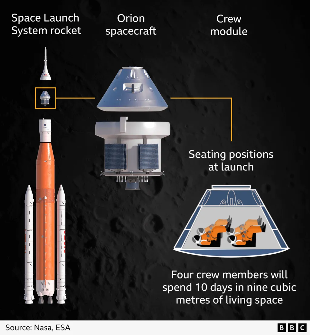 An illustration showing how the Artemis II astronauts will be arranged in the Orion crew module at launch. The four astronauts sit reclined, in two rows of two, facing up with their backs to the ground. During the mission the four crew members will spend 10 days in about nine cubic metres of living space. The image shows that the crew module makes up about half of the Orion spacecraft - with the service module being around the same size - and that, on the launchpad, Orion is only a small section of the 98m (320ft) Space Launch System rocket.