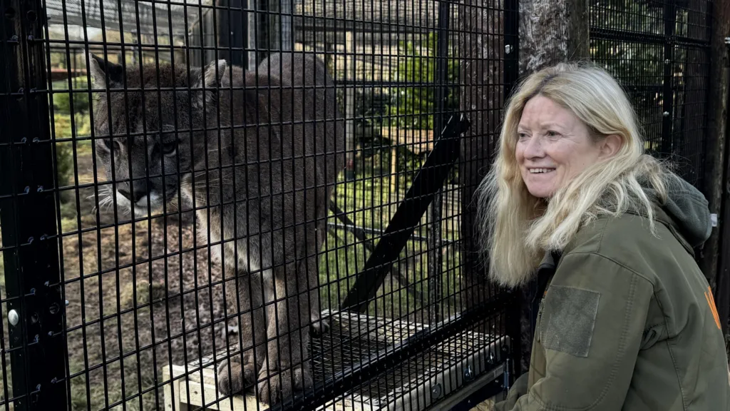 A woman with blonde hair is wearing a dark green coat and is sitting in front of an animal enclosure fence that is black. Behind it is a large lynx cat that is a brownish grey