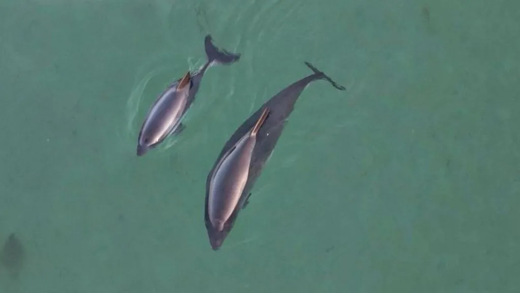  Looking down on two harbour porpoises, an adult and her calf.