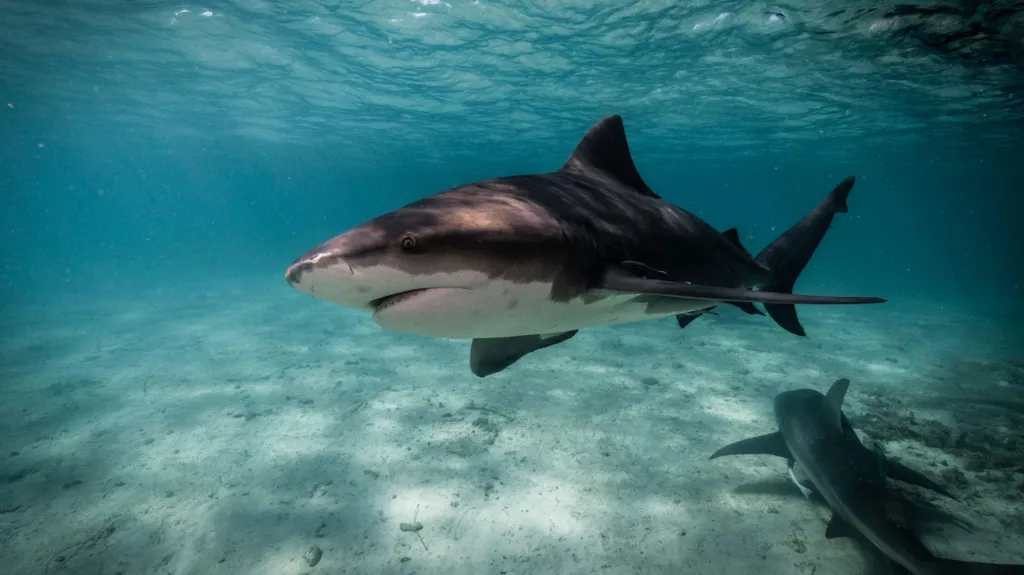 A shark swimming over a sandy sea floor where another shark lays