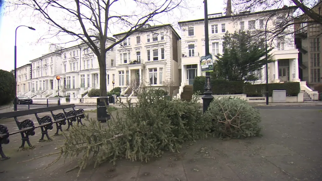 Several discarded Christmas trees lie on a pavement beside park benches and a lamppost, with a row of white terraced houses and leafless trees in the background.