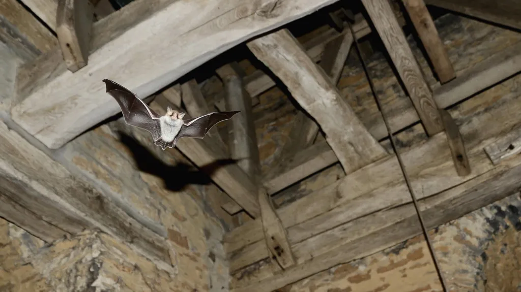 Natterer's bat flying under the roof of a church. the roof beams are old and worn, and the brickwork is distressed. The bat is mid-flight. It's wings are black and its body is pale grey.  