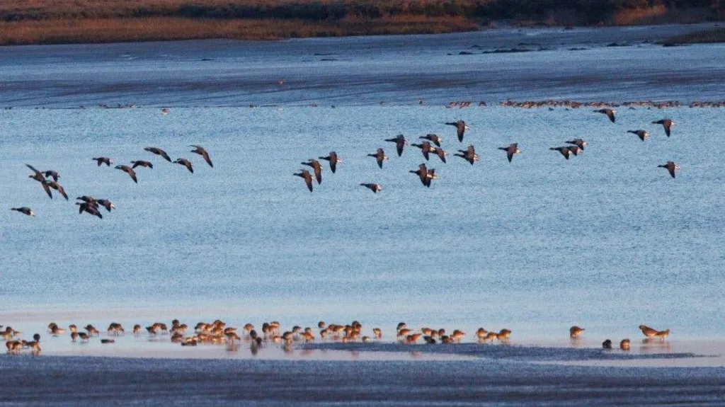 Brent geese and dunlins are seen feeding on the mudflats at Northey Island and flying in the sky above