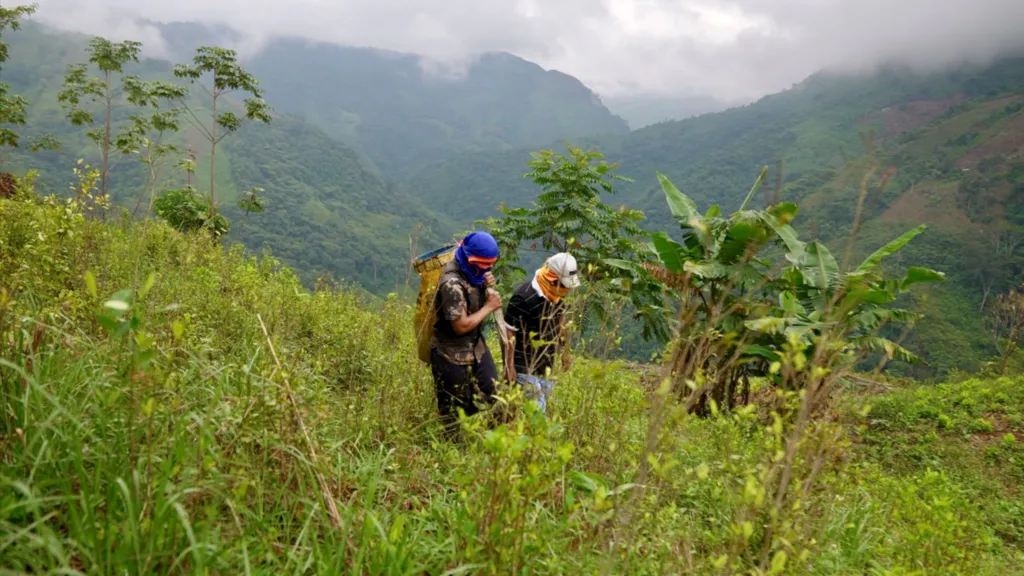 Two farmers working on a coca farm in the Andes mountains. One wears a blue balaclava. The other a white baseball cap with an orange scarf wrapped around his face. 