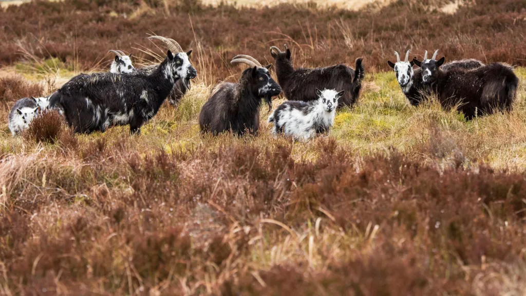 Goats and their kids on Langholm Moor - there are about 10 of them in total. The adults have dark fur while the younger animals are predominantly white.