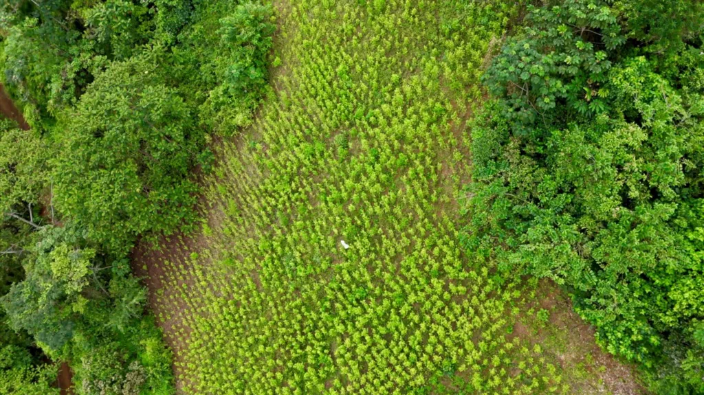 A coca farm pictured from above in the Andes mountains. Trees are seen surrounding a field of crops. 