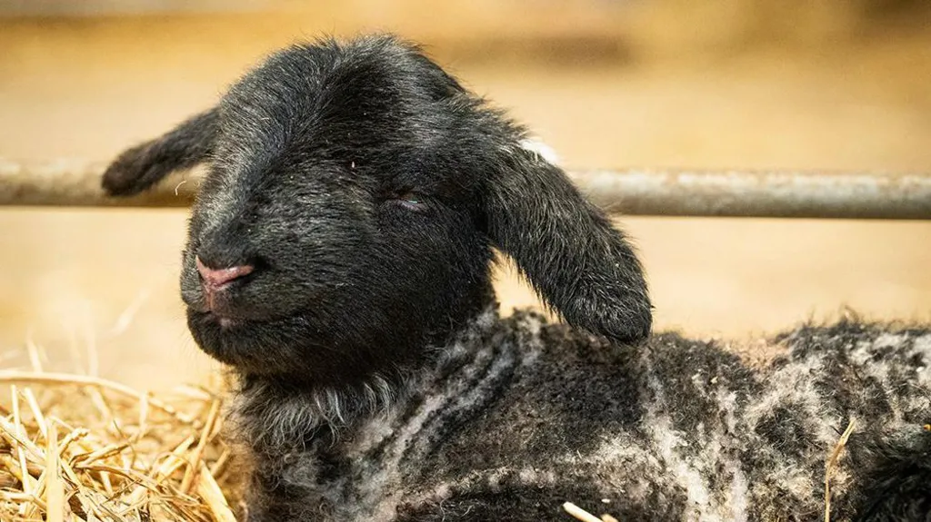 A baby lamb with its eyes closed