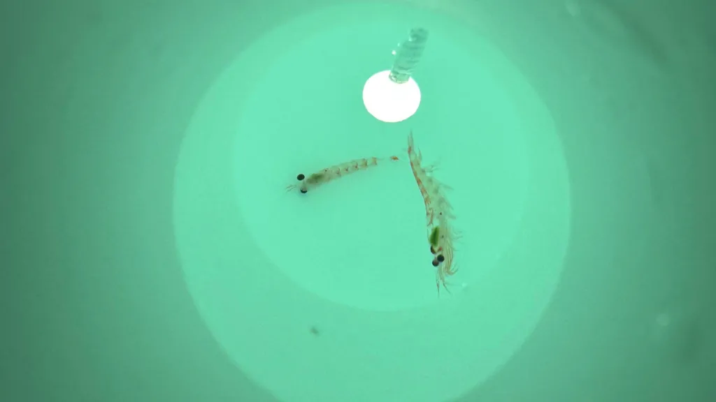 Antarctic krill in a container on board a research vessel. The image shows two small krill swimming in turquoise water. A light is being shone down on the creatures, which are just a few centimetres long.  