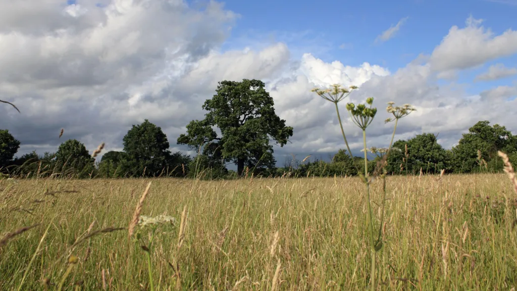 Long, grassy field with green trees and grey and white clouds flecked with blue sky