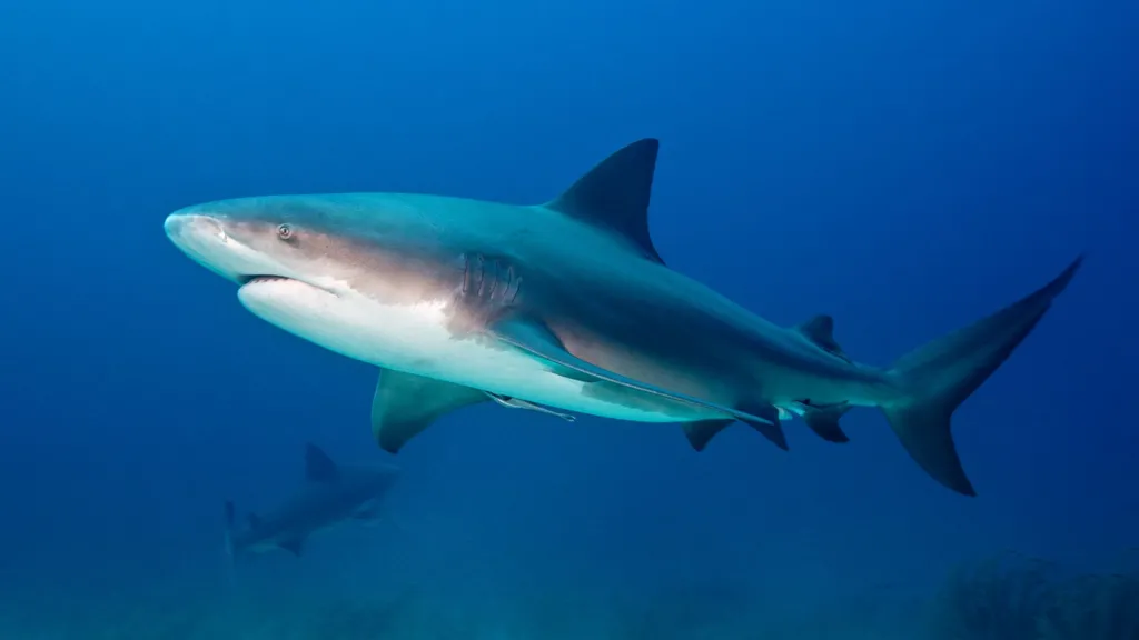Bull shark swimming in the Bahamas, the Caribbean