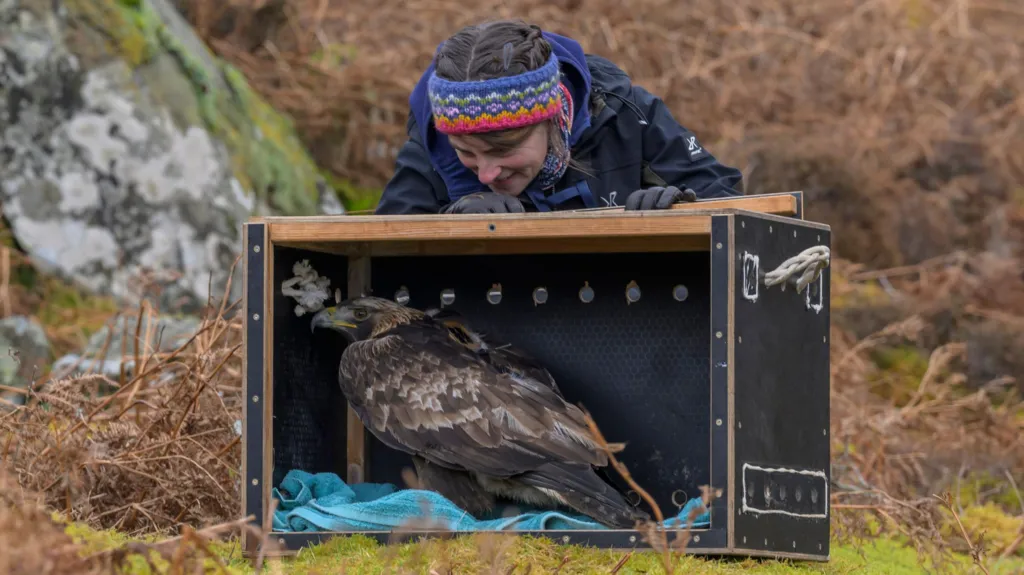A golden eagle in a box about to be released into the wild - a woman with a colourful woolly headband leans over the box