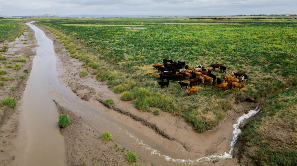 A wide expanse of saltmarsh with a winding gully cutting through the muddy ground. Dark-coloured cattle cluster on higher, greener ground to the right, surrounded by open marshland.
