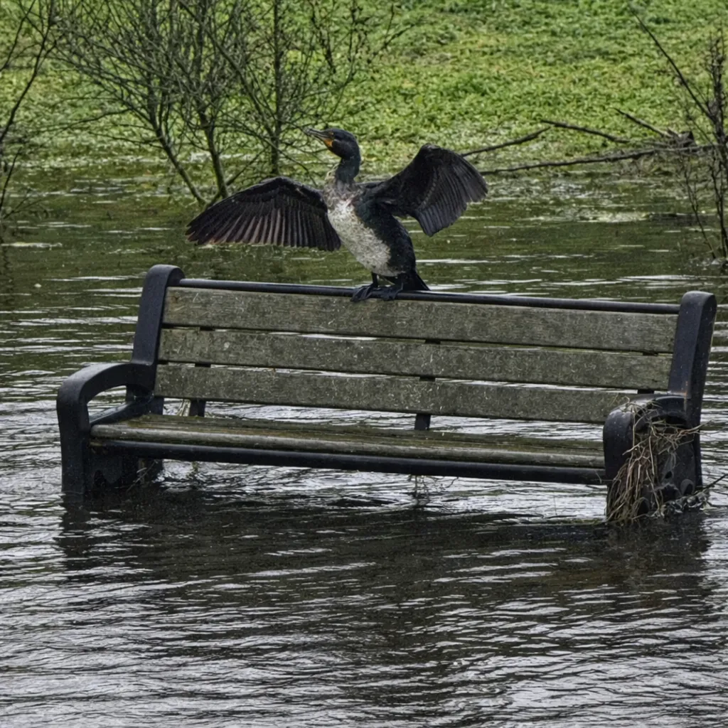 A cormorant with its wings outstretched, on a bench which is sitting in swollen flood water.