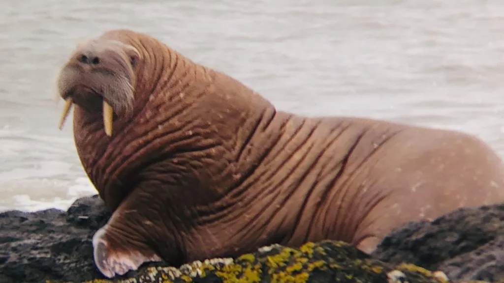 Walrus sitting on rocks. It is brown with long tusks and whiskers 