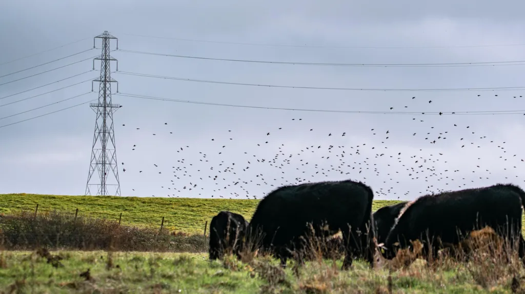 The photo shows a small herd of dark-coloured cattle grazing on a grassy field. The landscape is flat, with rough grass and a low wire fence running along the edge of the field. Behind the cattle, a large electricity pylon rises against a cloudy sky. Flocks of birds are flying in formation across the sky.