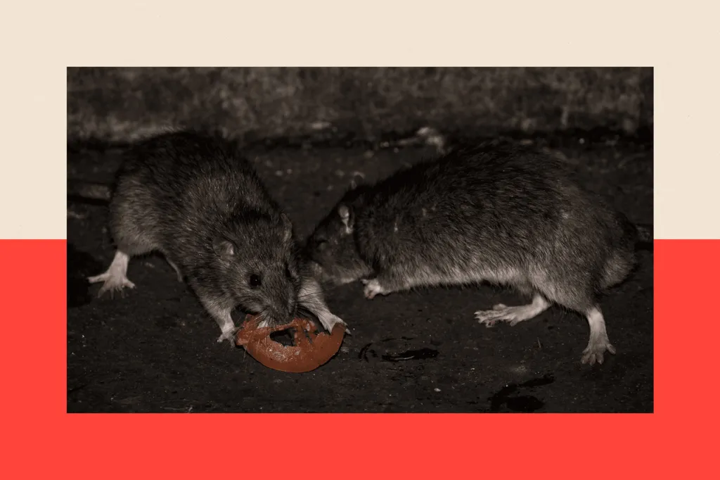 Two rats eat a slice of tomato