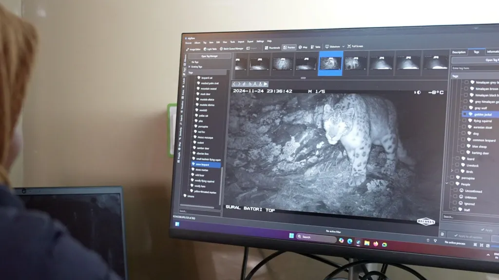 A woman looks at a computer screen which has a grab of a leopard.