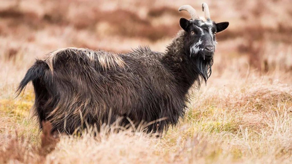 A large feral goat on Langholm Moor surrounded by long grass. It has a thick black coat and horns.