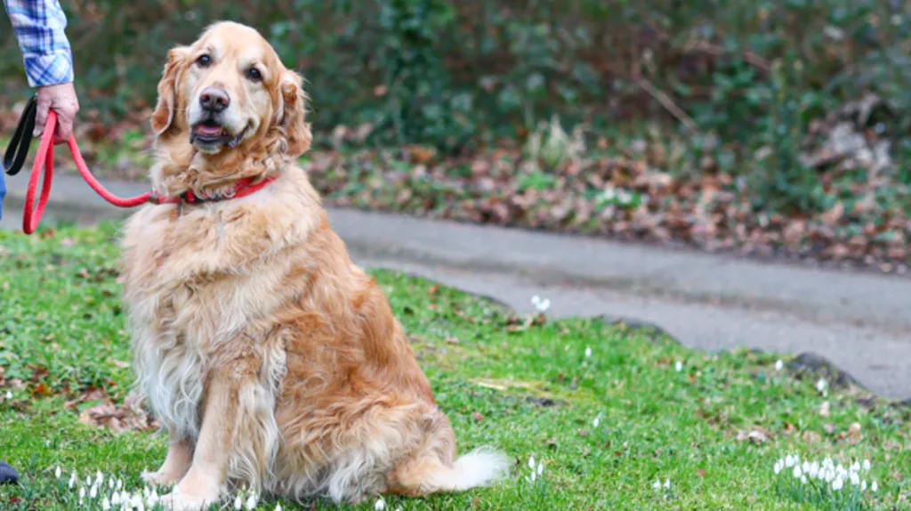 A golden retriever is sitting on a grassed area carpeted in snowdrop flowers. A woman's hand can just be seen holding his lead.