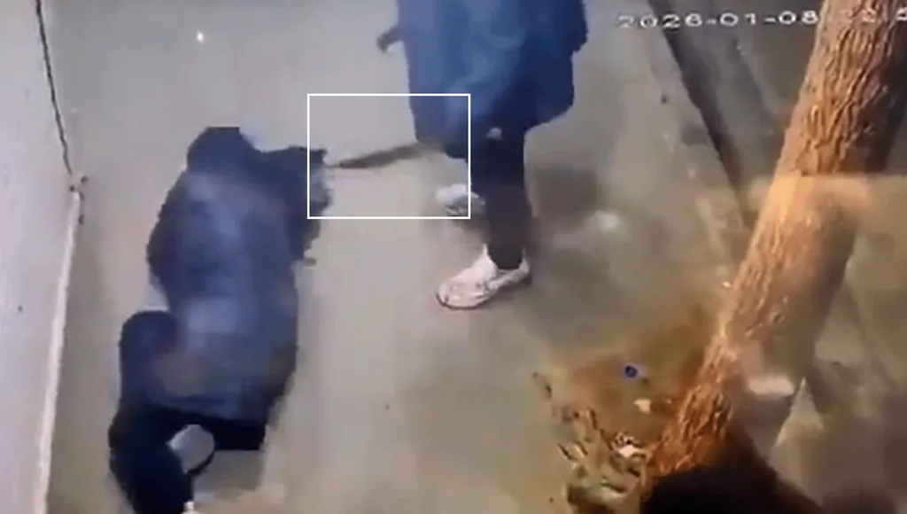 CCTV footage from Tehran shows a plainclothes security agent wielding a machete attacking a female protester, on 8 January. 
