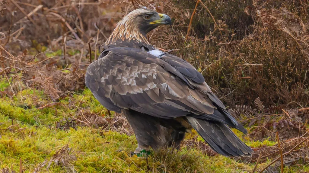 A golden eagle viewed from behind looking off to the right in front of moorland