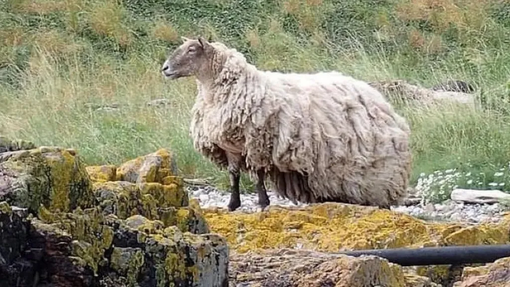 Fiona the sheep stuck at the bottom of a cliff in a long fleece