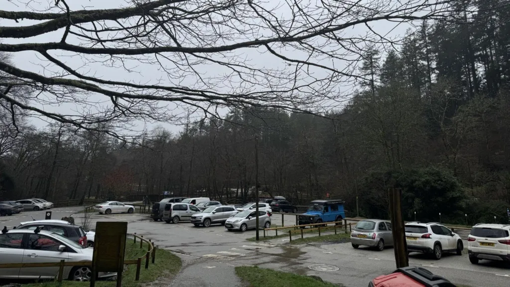 Branches of a tree in the foreground looking out over the car park and the trees behind it 