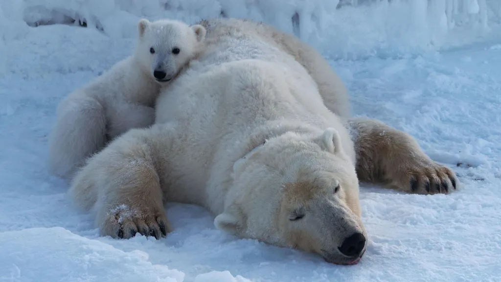 A sleeping or sedated female bar lies flat on the snow and ice while her cub snuggles up to her. 