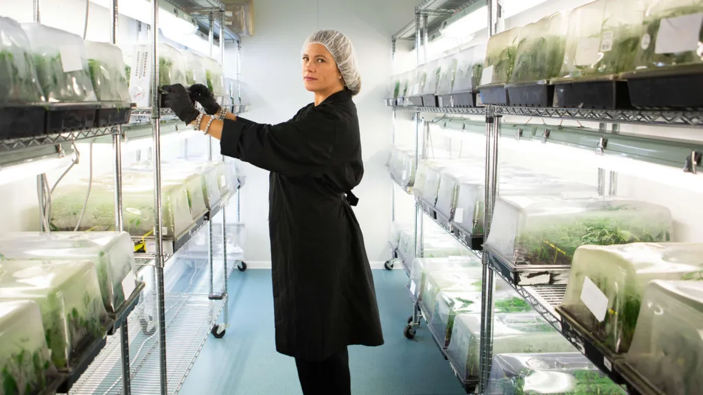 Alexandra Chong, chief executive of Jamaica-based cannabis business Jacana,  stands inside a room where the crop is being grown under lights
