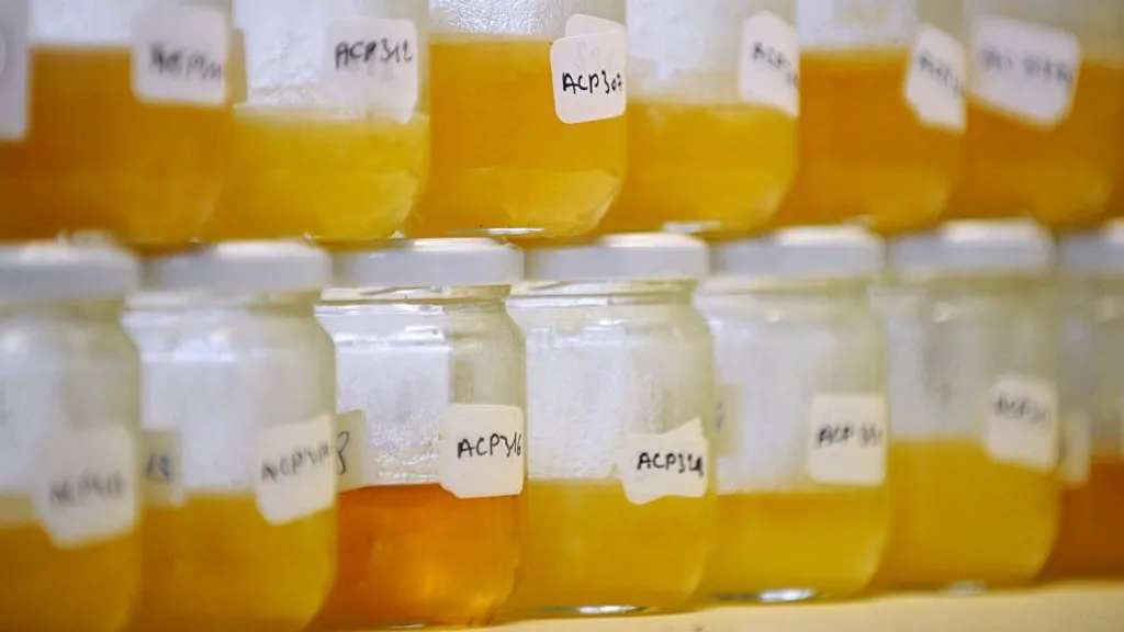 Rows of jam jars containing honey. The labels are handwritten by scientists testing the honey.
