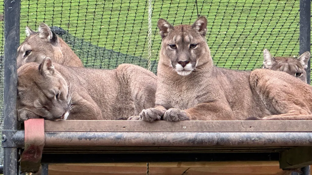 Four female pumas are sitting on a large wooden platform. They are a reddish brown colour and are large cats with white smudges on their faces