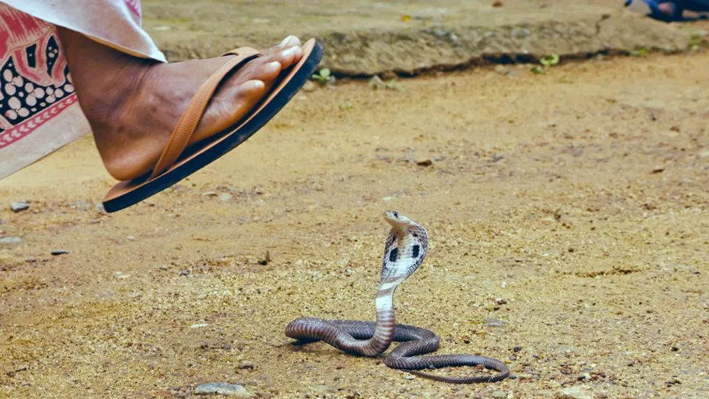 A close up of a foot in a sandal about to step on a cobra which has its hood up in a pose about to strike.