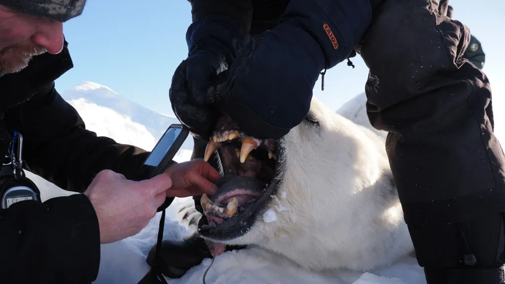 A sedated polar bear is seen up close with two scientists examining the animal. One researcher is holding the animal's mouth open while the other captures images of its teeth to assess its health. The animal has huge, yellowing teeth. 