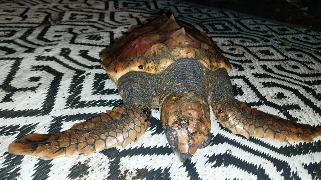 A turtle is on a black and white patterned rug. Its flippers are splayed out at the front