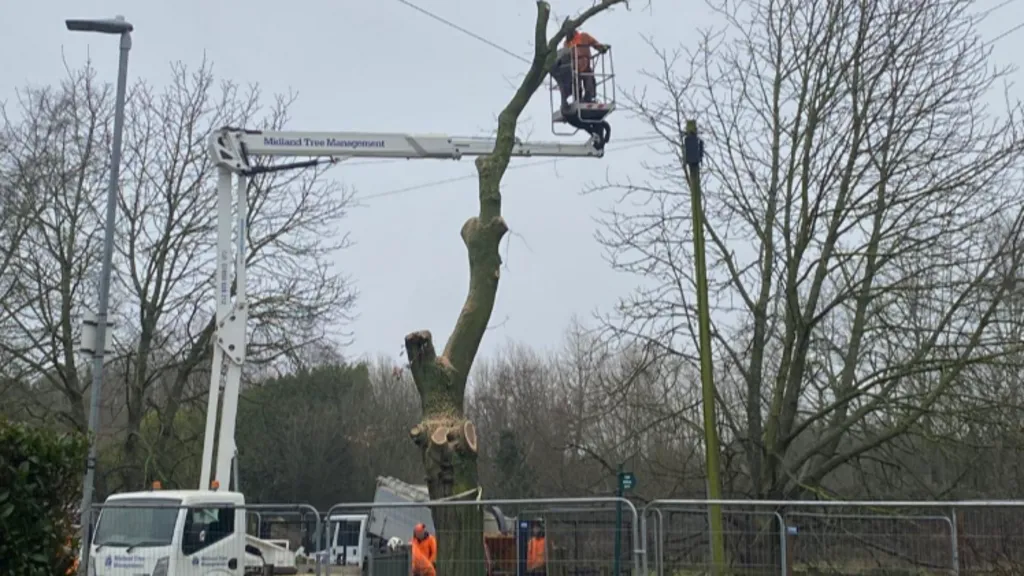 Workmen with a cherry picker cut up a tree