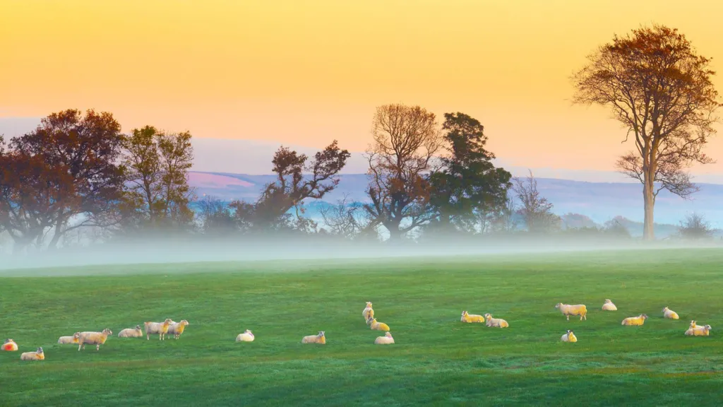 Sheep in a green field at sunrise - the sky is yellow, the hills in the background look red and the trees are a mix of colours. There is a mist along the line of trees.