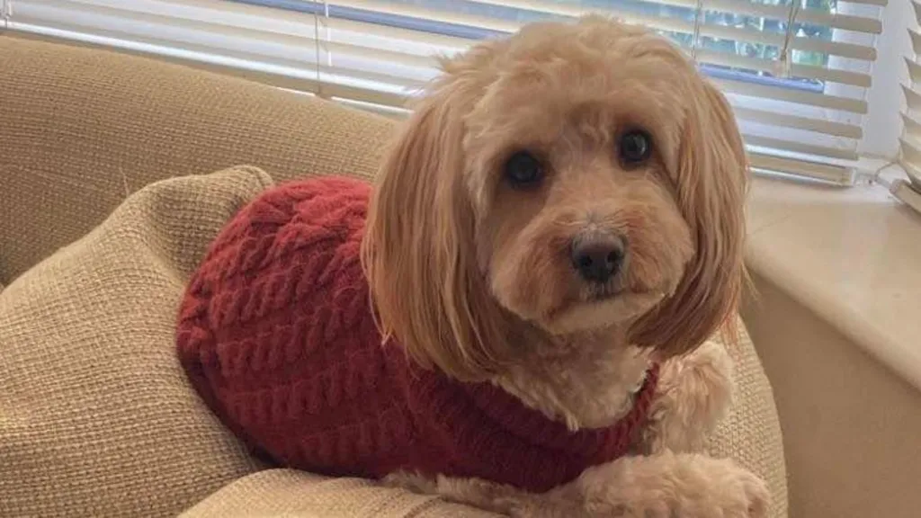 A white cavapoo sits on the arm of a sofa wearing a red jumper.
