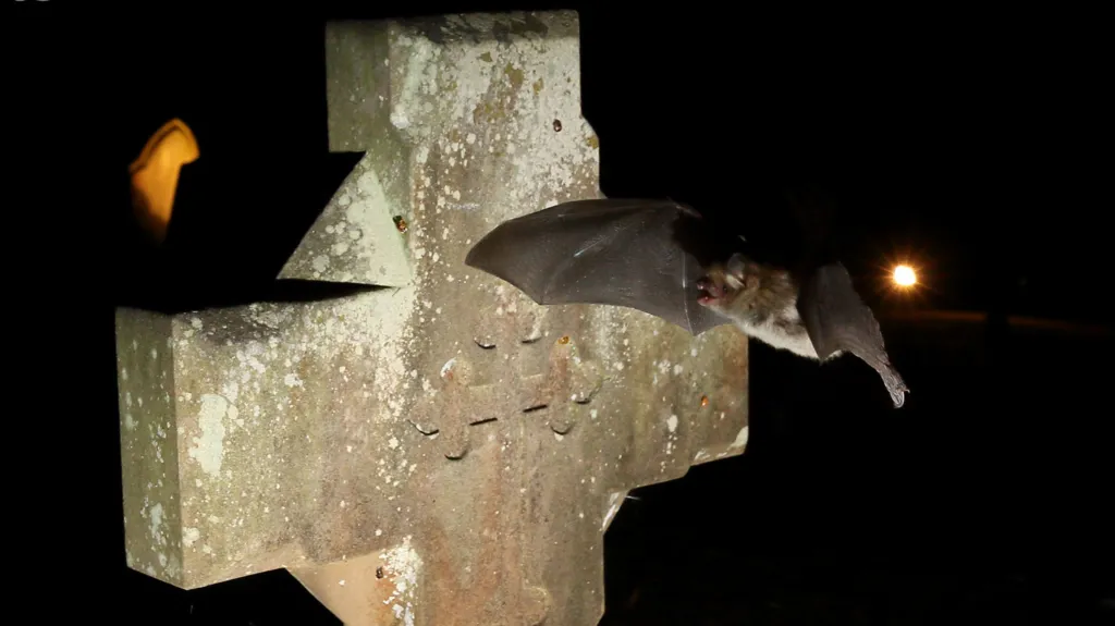 Natterer's bat flying past a gravestone. It is a pitch black night, and the grey cross-shaped stone is well lit while the bat passes it. 